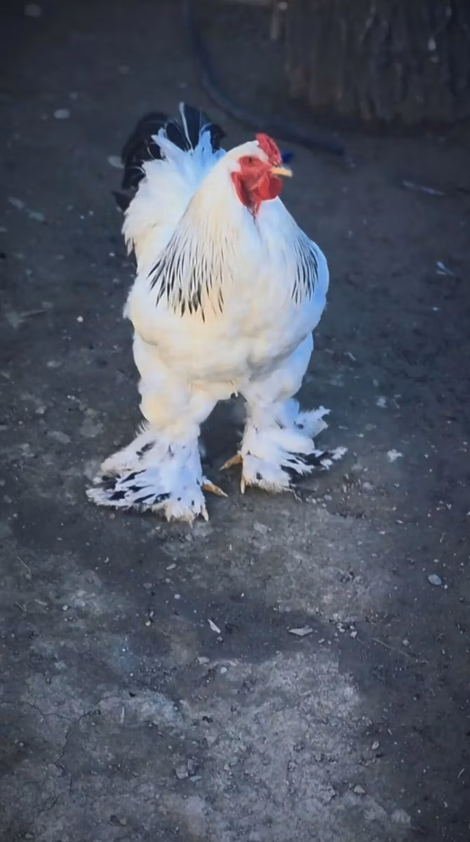 Брама