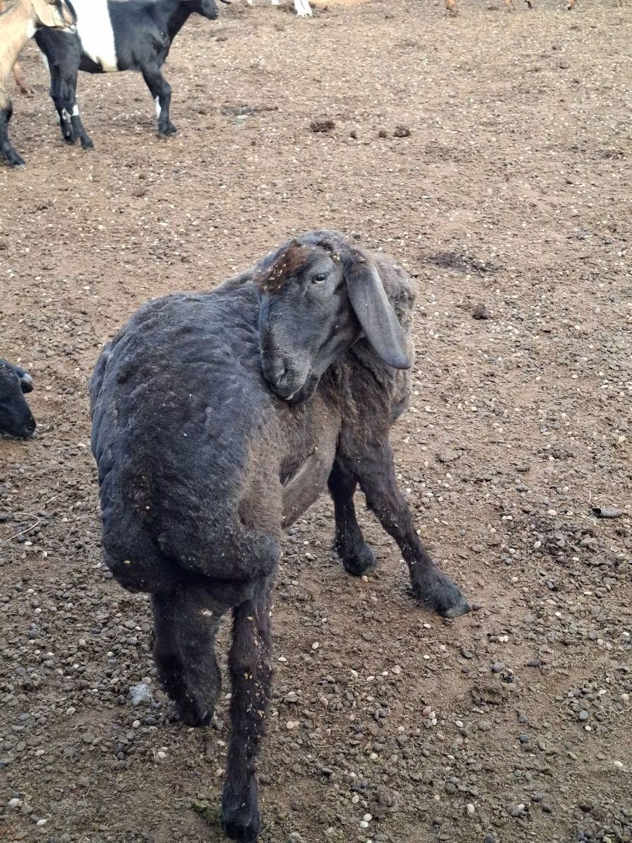 Karakul sheep