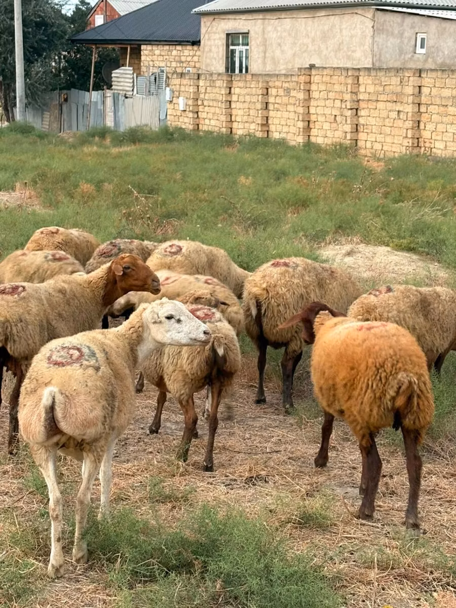 Apsheron sheep