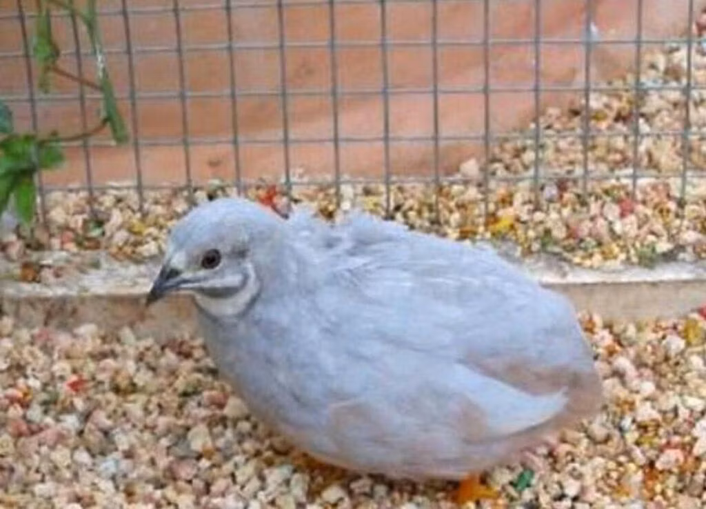 Codorna Rei