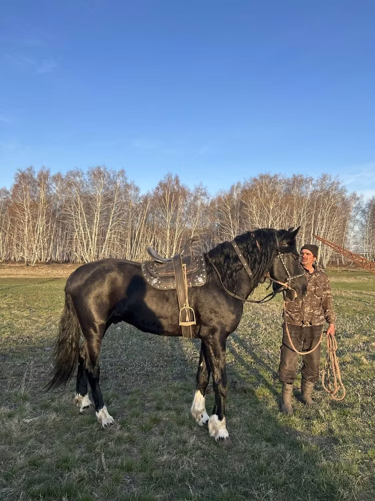 Kustanai horse