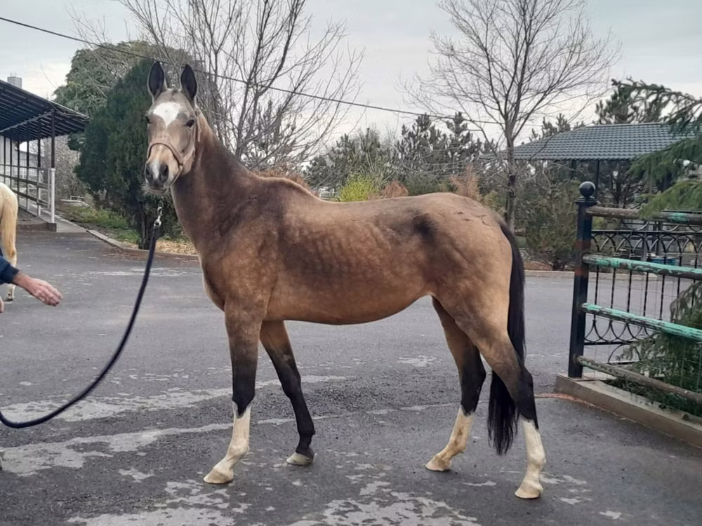 Akhal-Teke