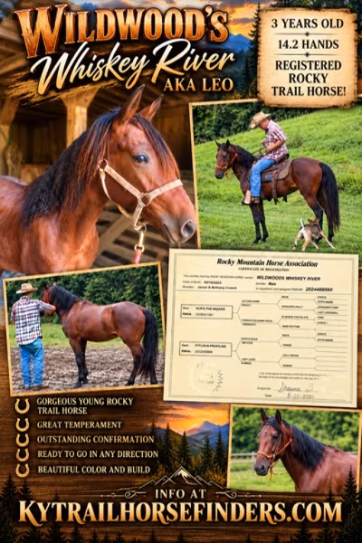 Rocky Mountain Horse