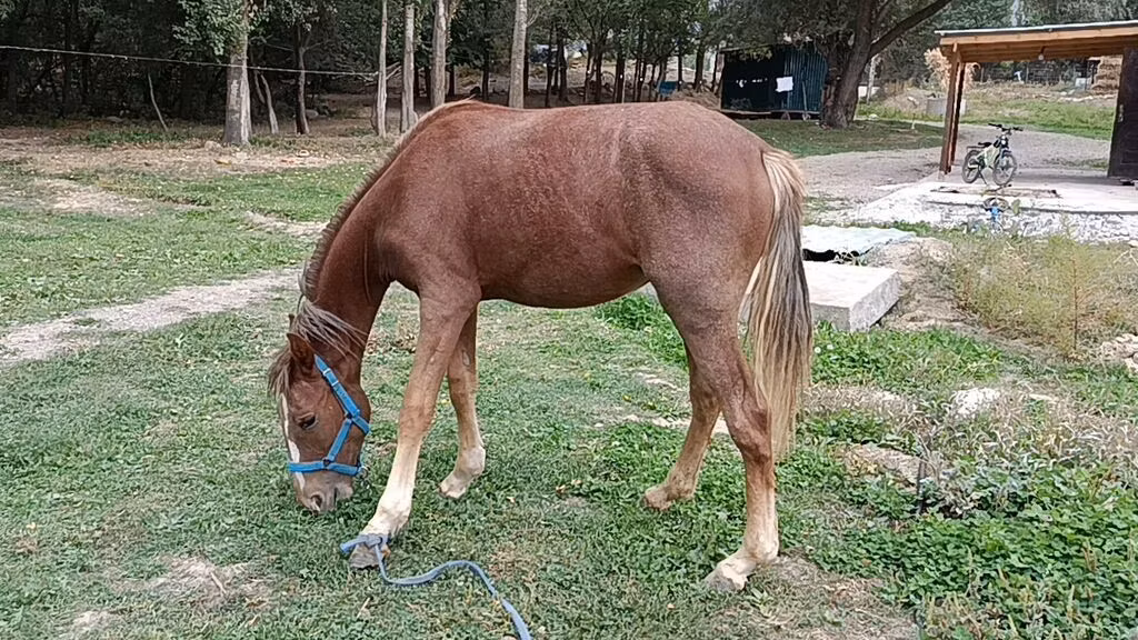 French Trotter