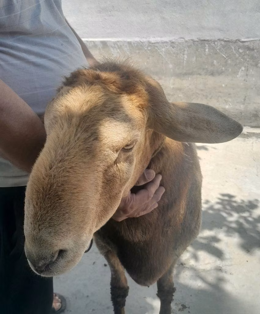 Arashan sheep