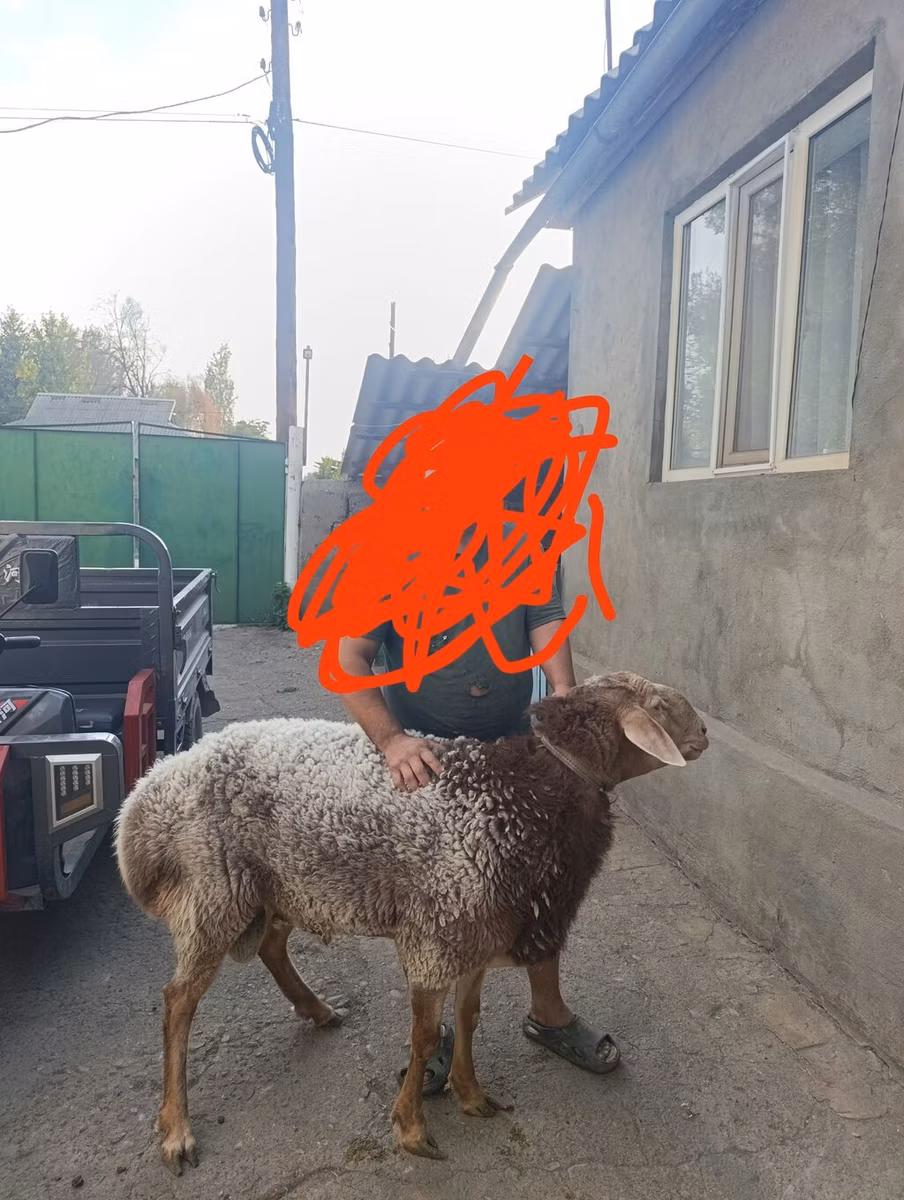 Tian-Shan semifinewool sheep