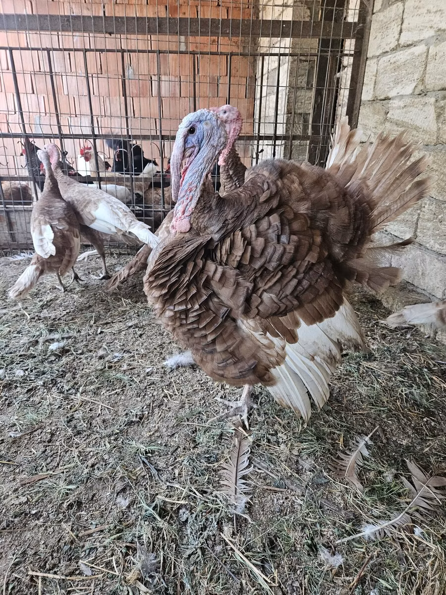Burbon Qırmızı
