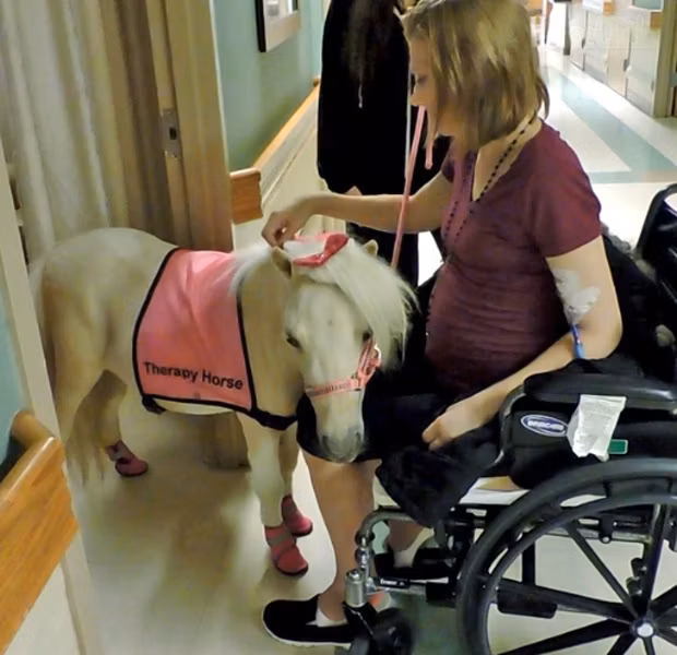 Miniature horse
