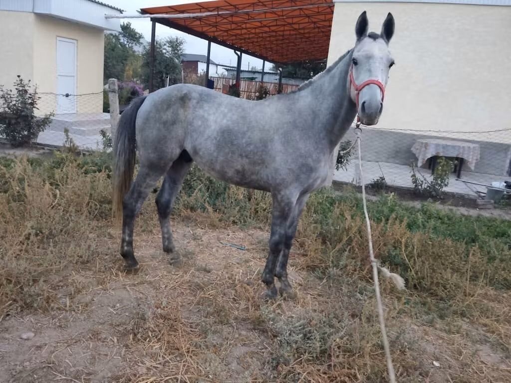 Thoroughbred horse