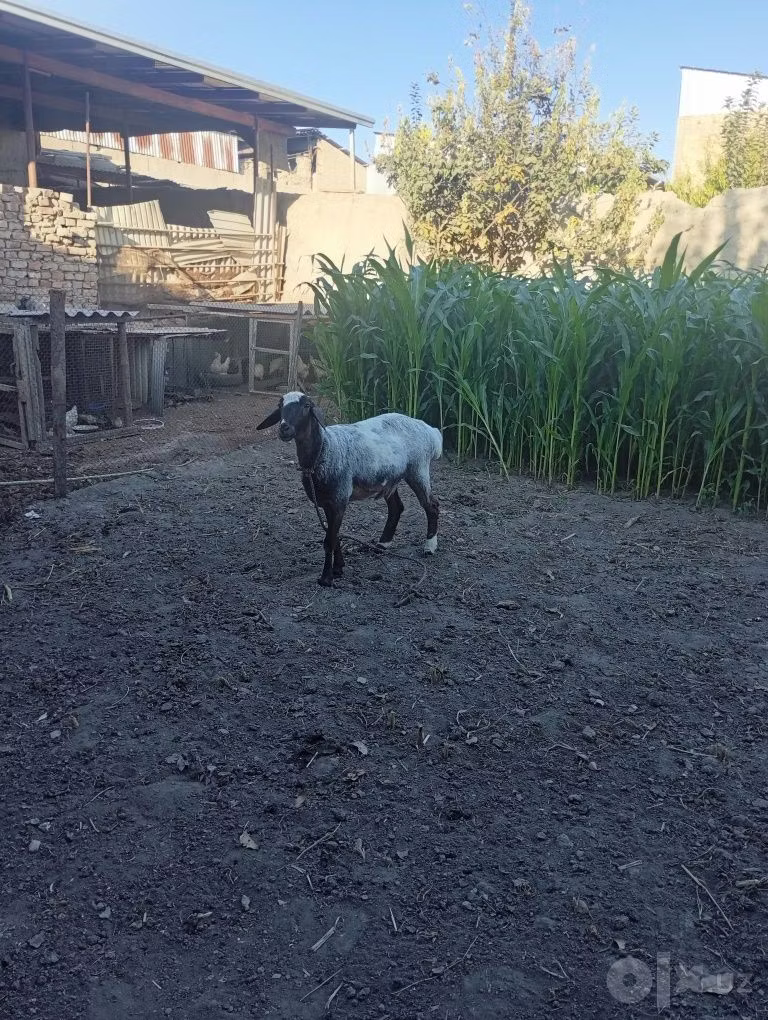 Blackheaded Persian sheep