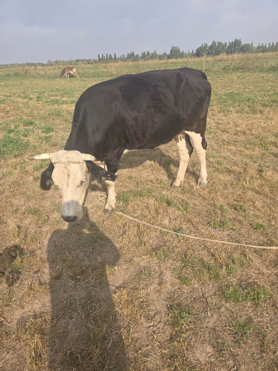Broun-dağ