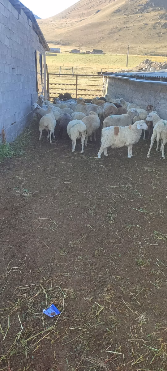 Beulah Speckled face sheep