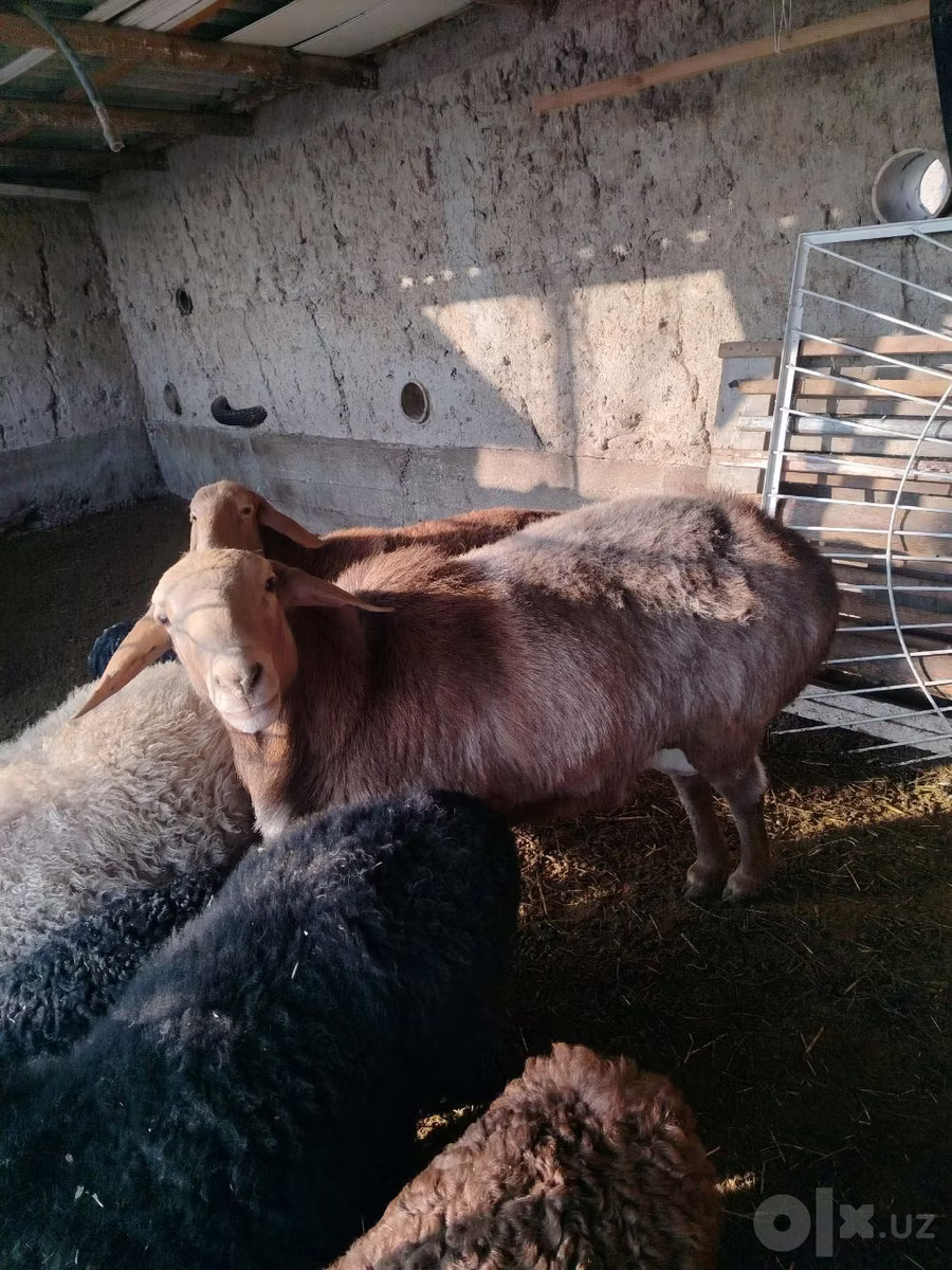Edilbay sheep