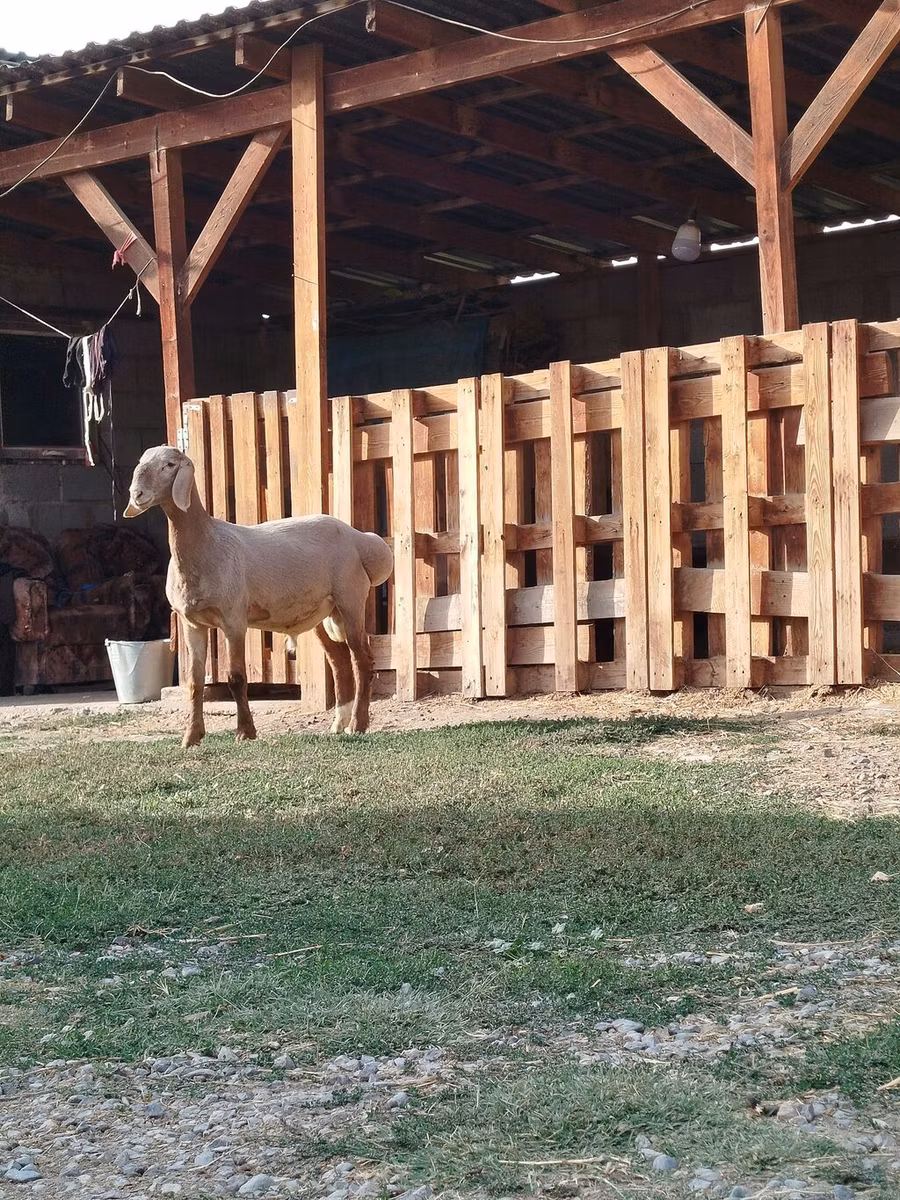 Rhon sheep