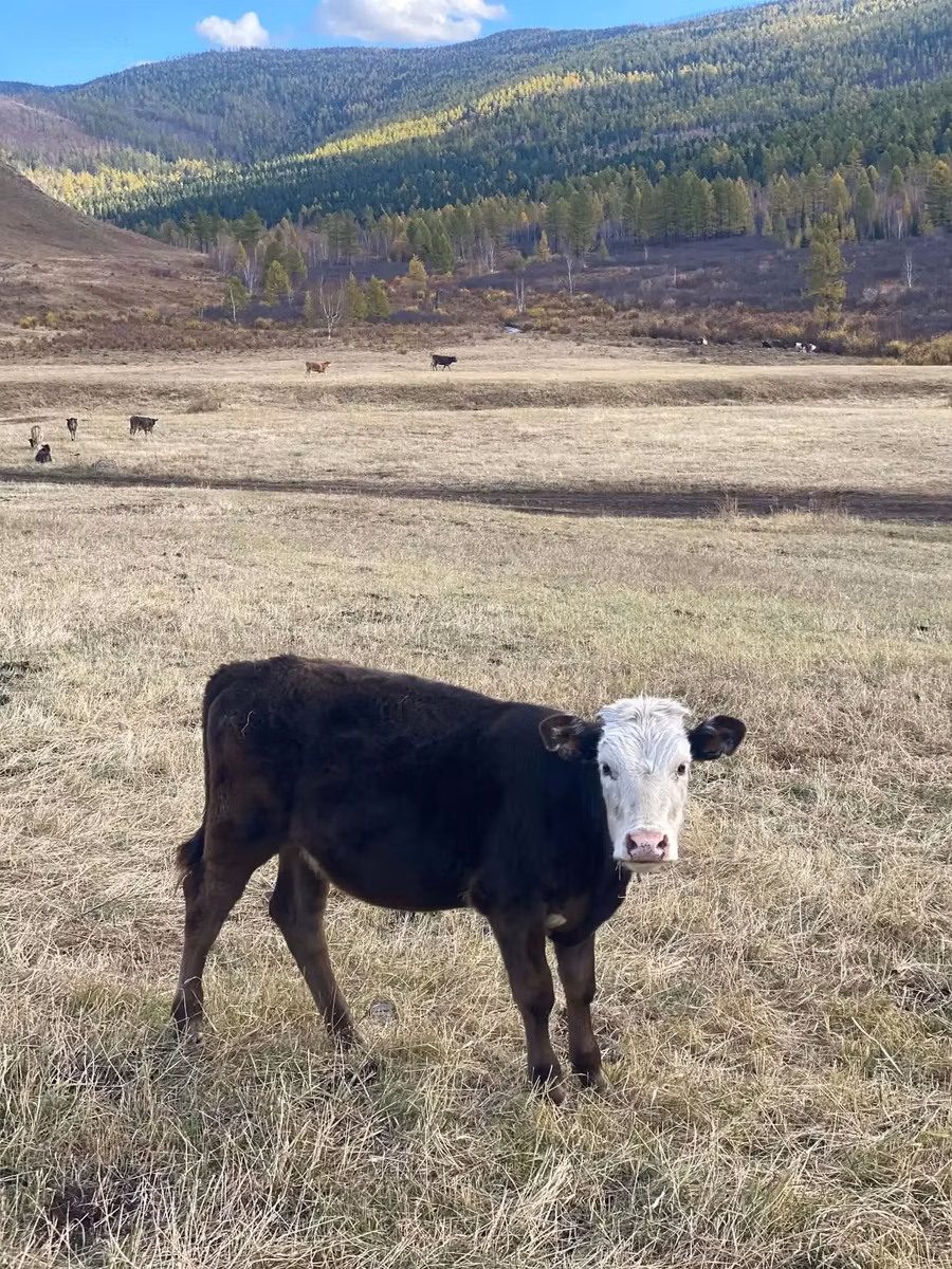 Kalmyk breed