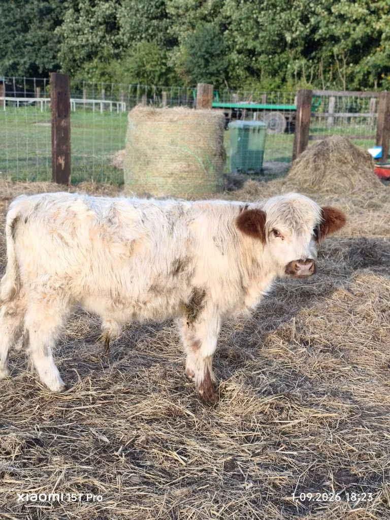 Vaca Galloway