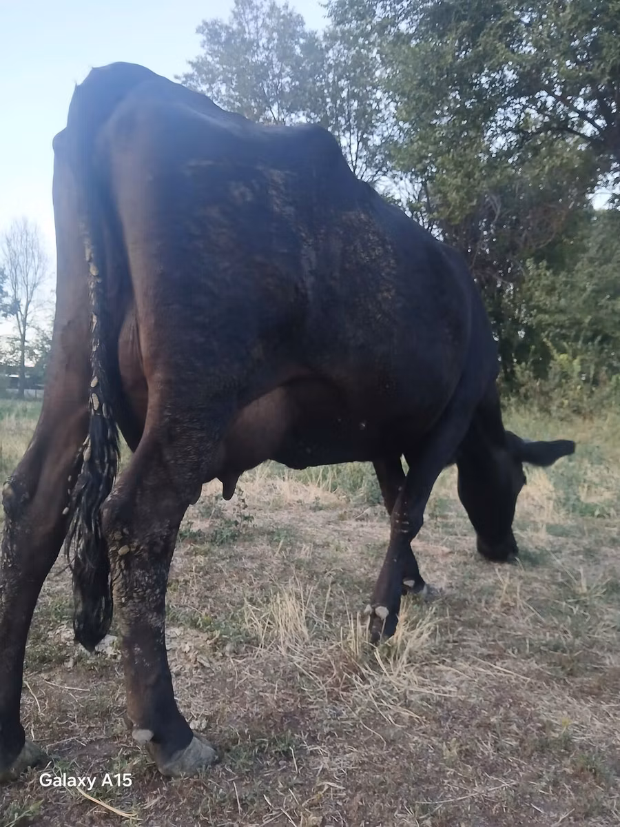 Rote hornlose Kuh