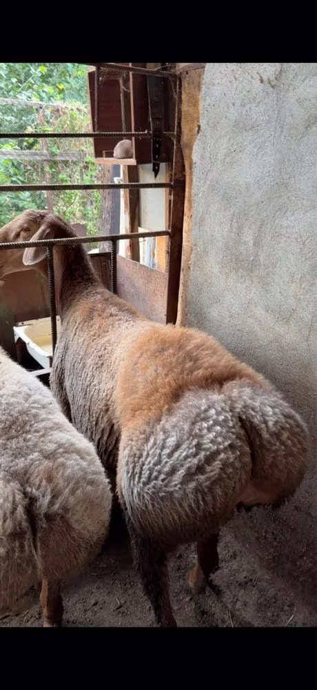 Arashan sheep