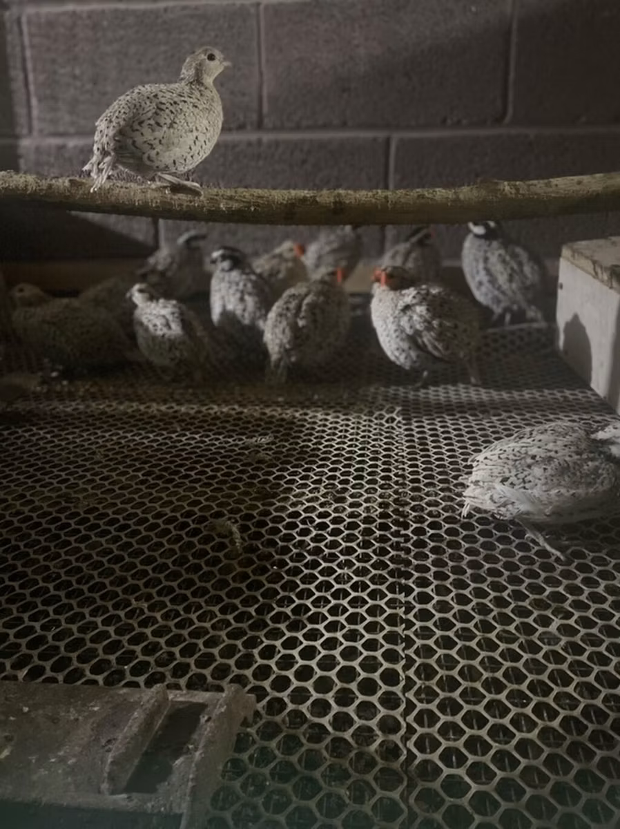 Bobwhite