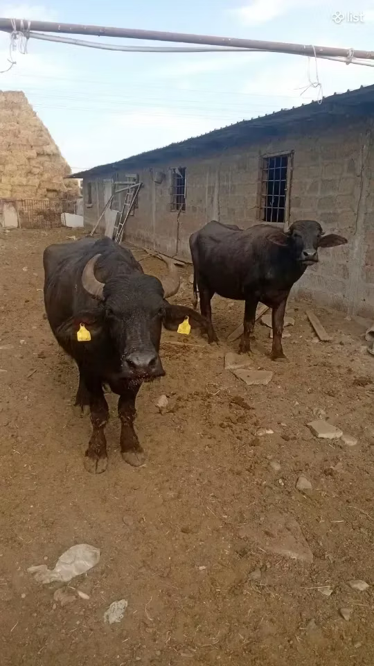 Búfalo Africano