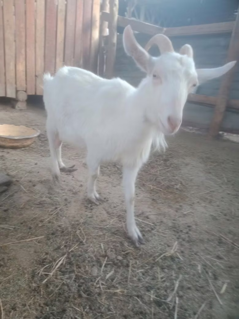 Russian White goat