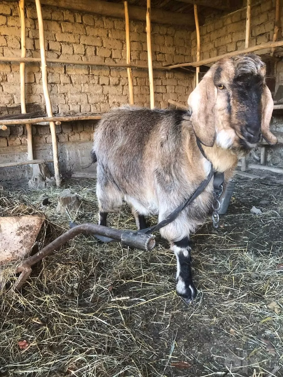 Beetal goats