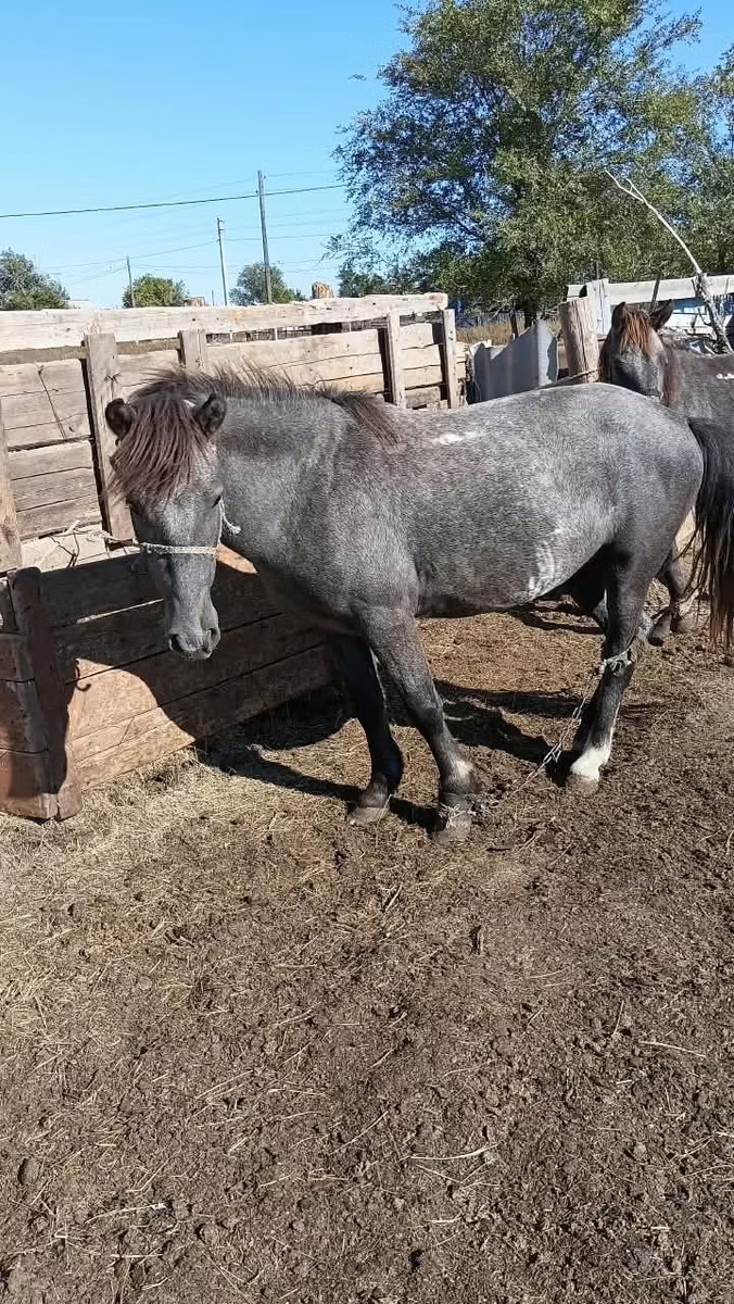 Kazakh horse