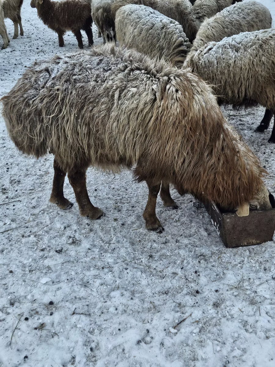 Hissar sheep