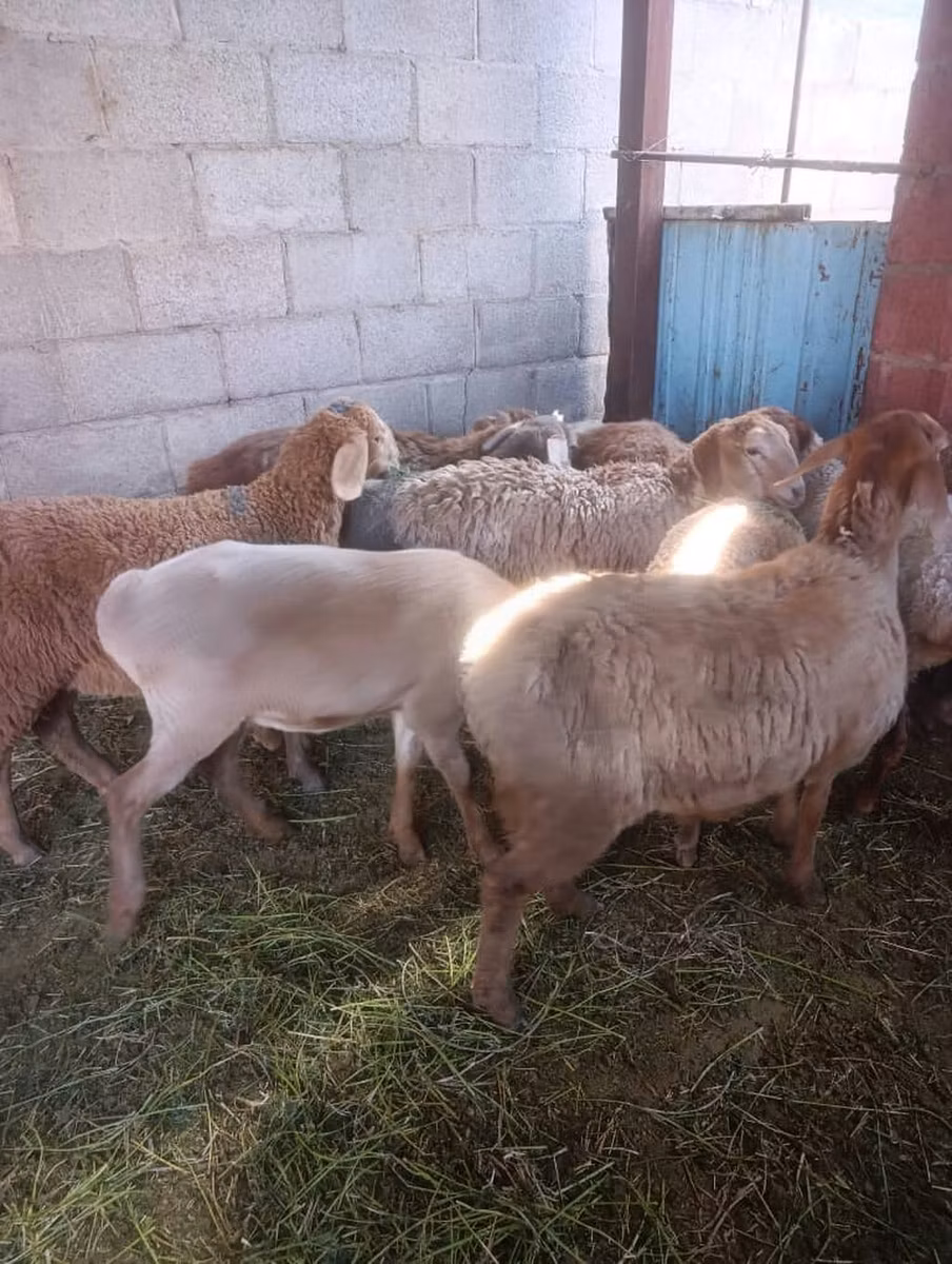Arashan sheep