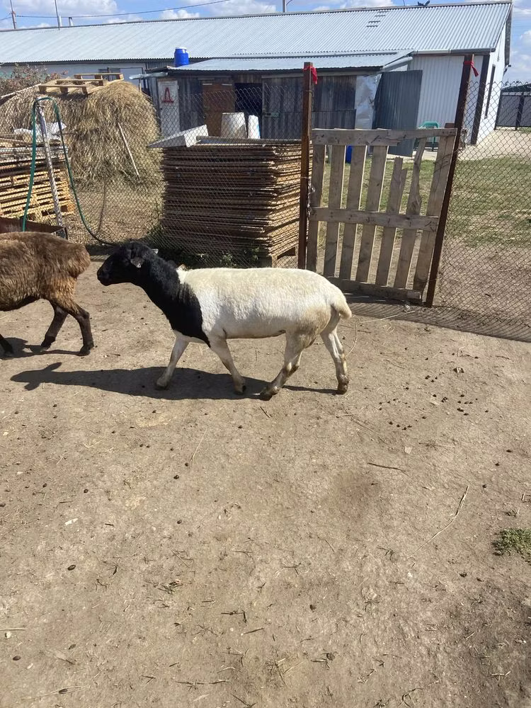 Dorper sheep