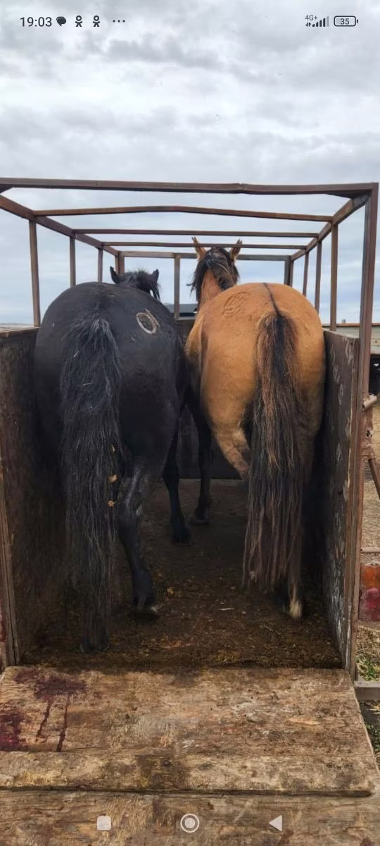 Kazakh horse