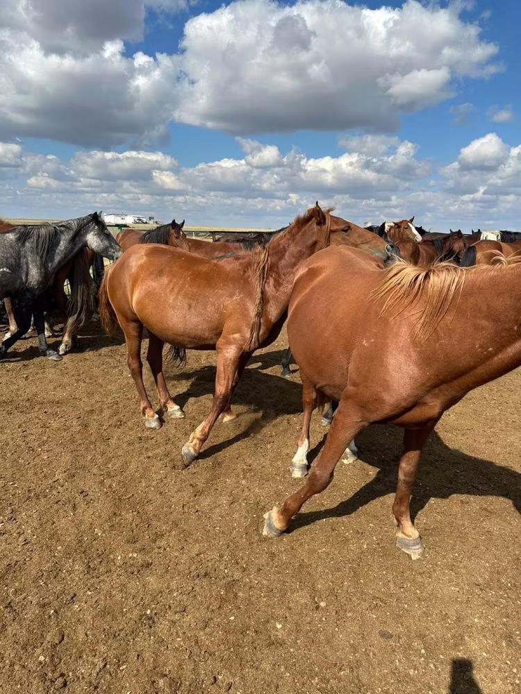 Horse breed