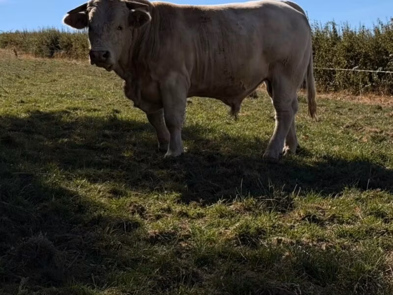 Kasta kráva