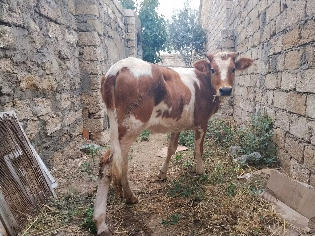 Simmental cattle