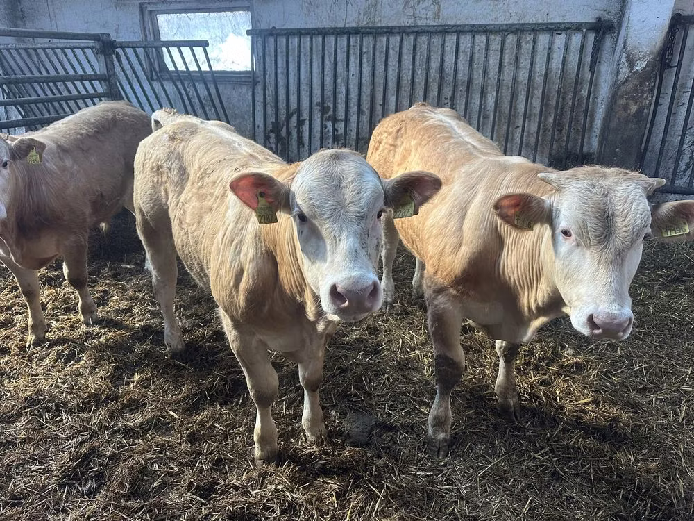 Charolais cattle