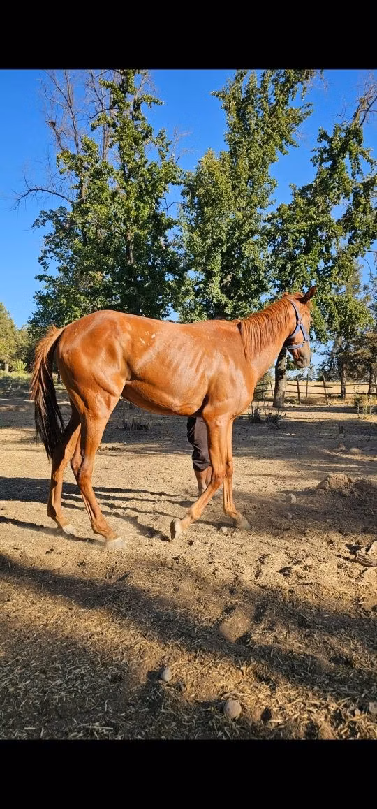 Arabian horse