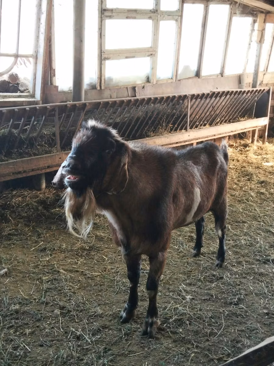 Nubian Goat