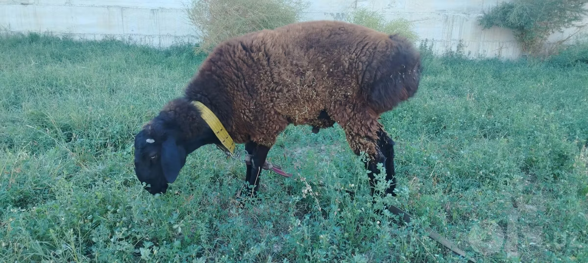 Qashqai sheep