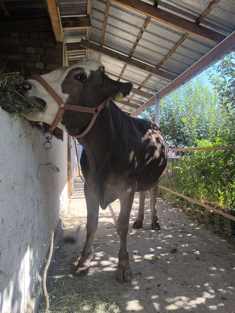 Swiss cattle