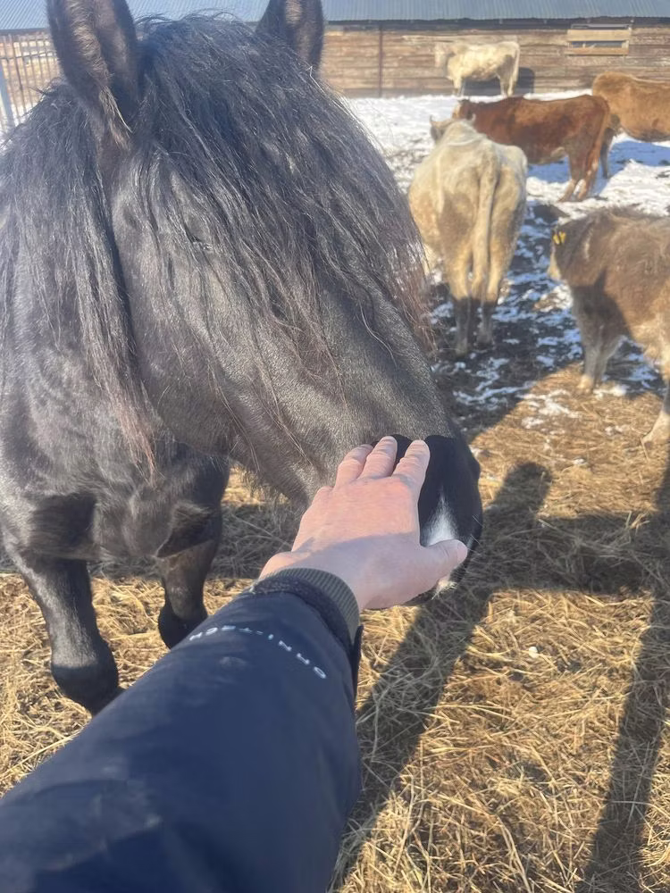 Percheron