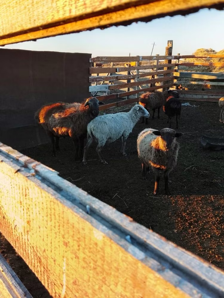 Edilbay sheep