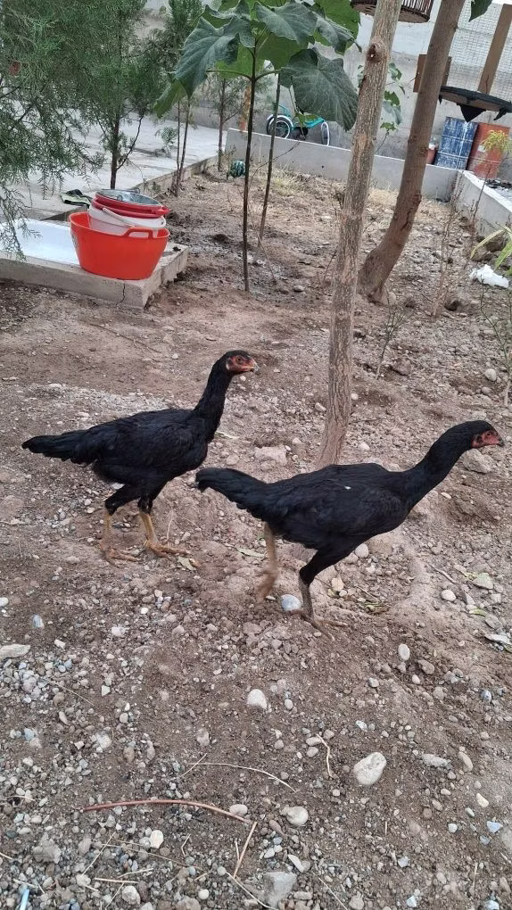 Yapon Bantam