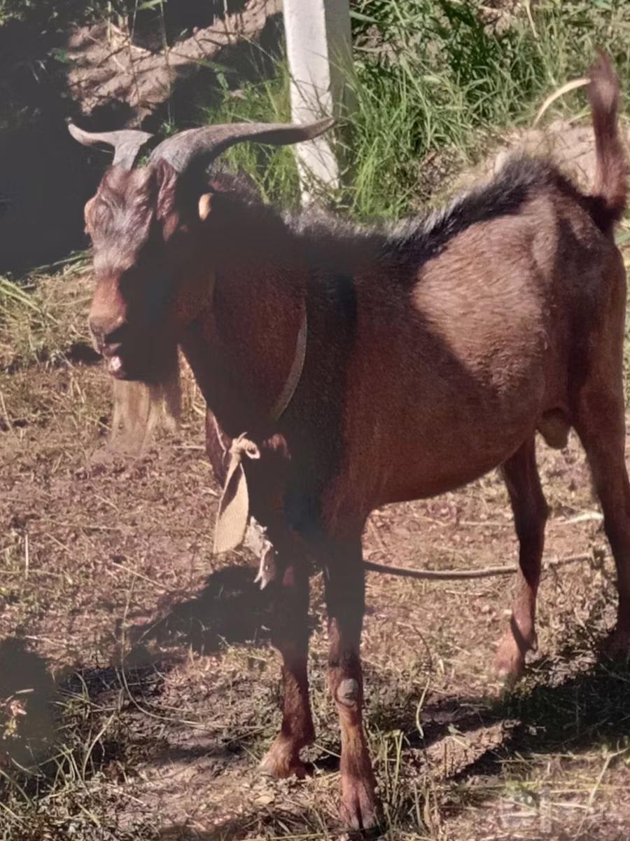 Beetal goats