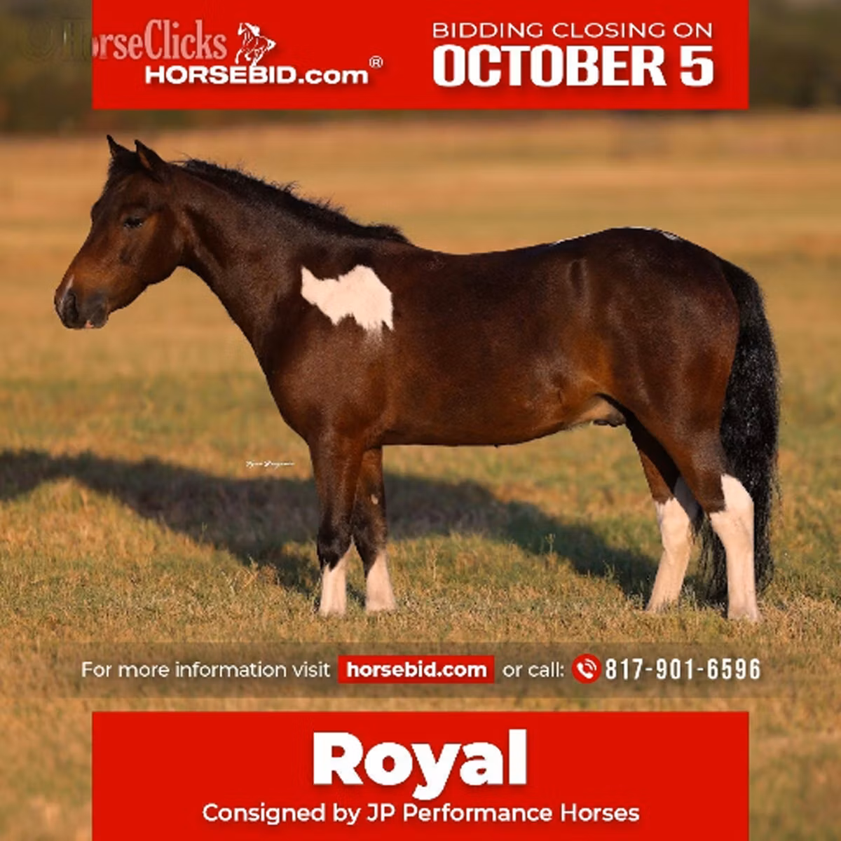 Pinto horses