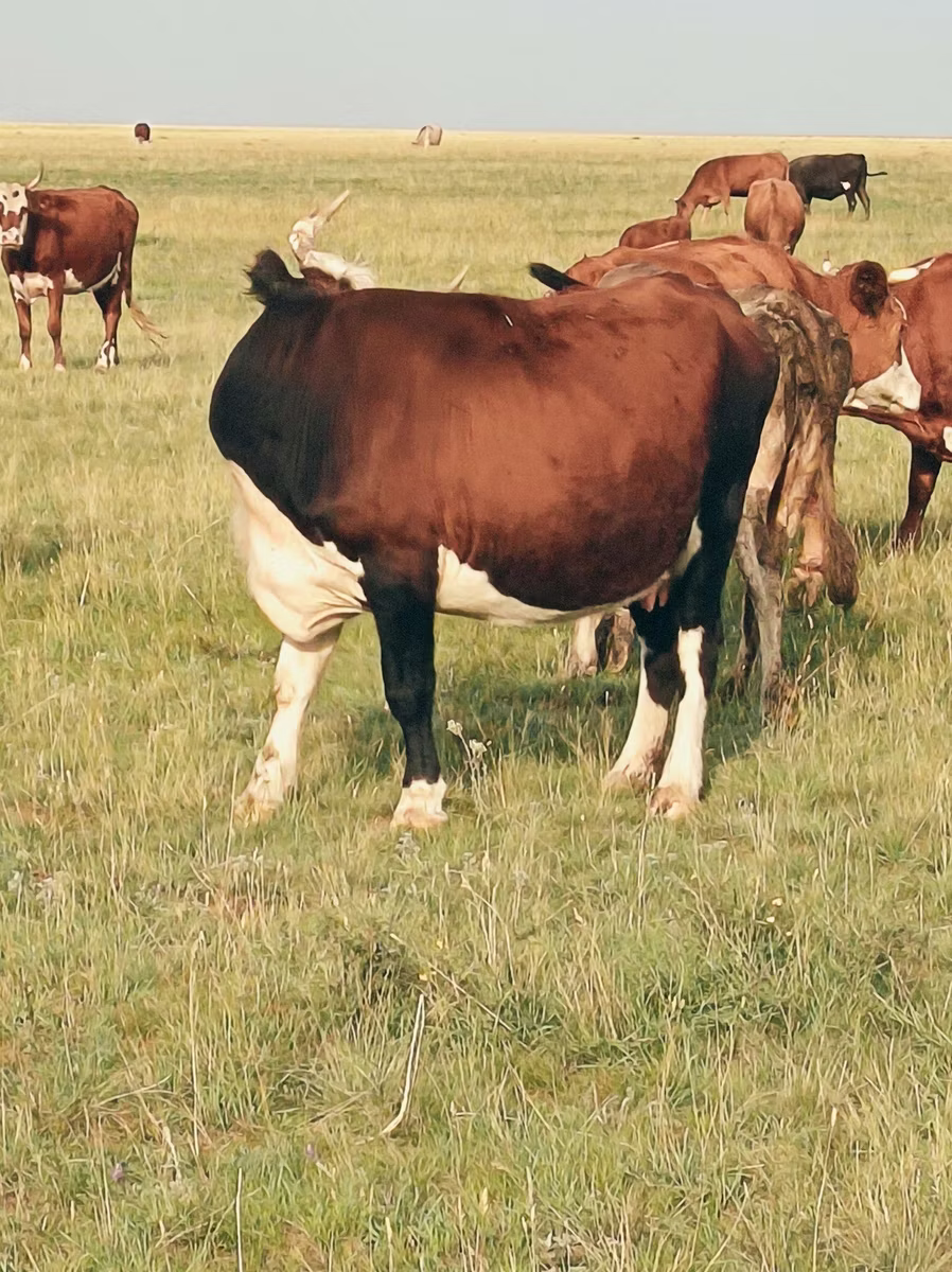 Hereford