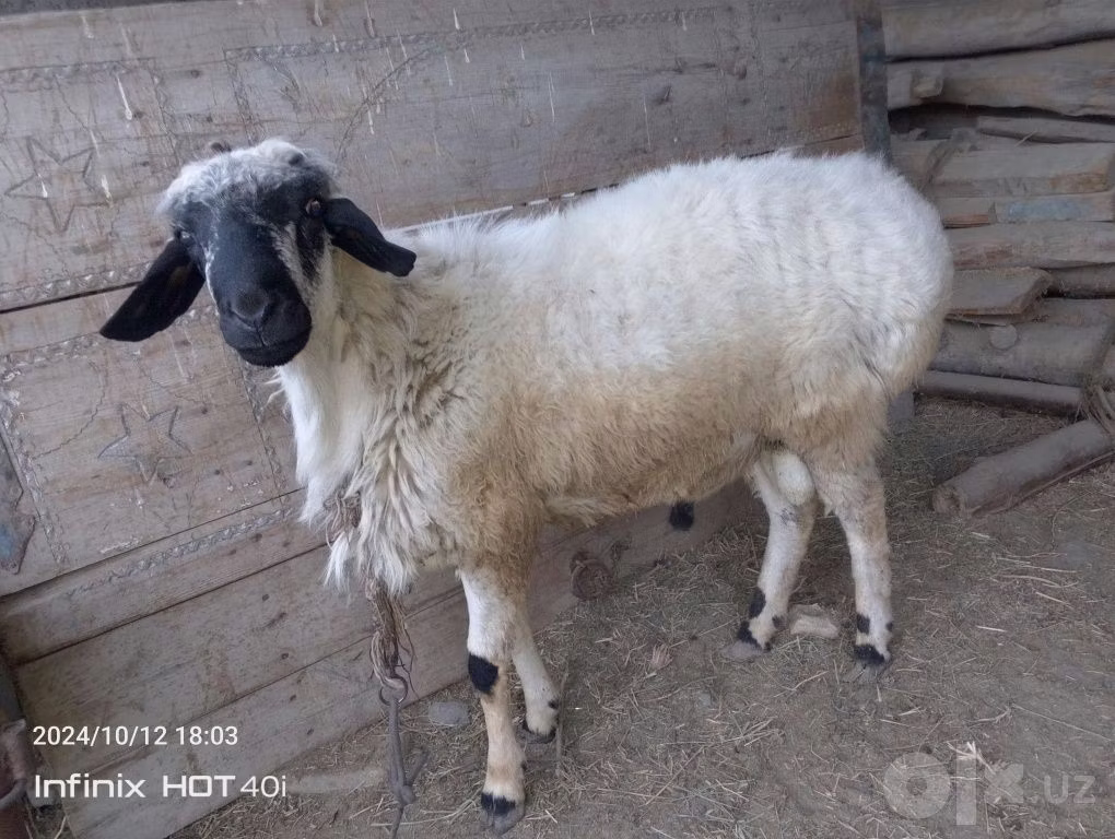 Blackheaded Persian sheep