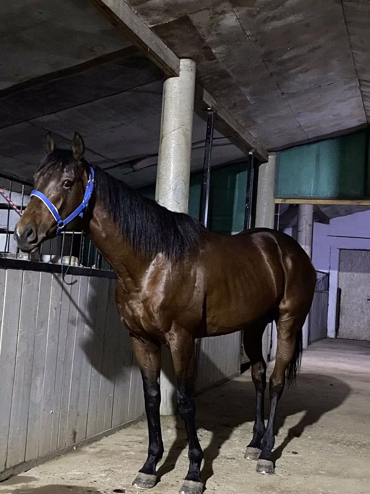 Arabian horse