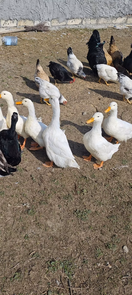 Alman Pekin