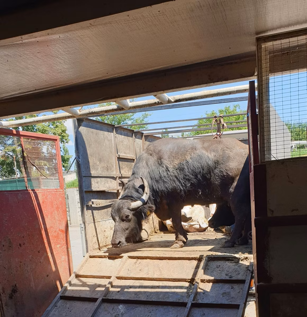 Búfalo Africano