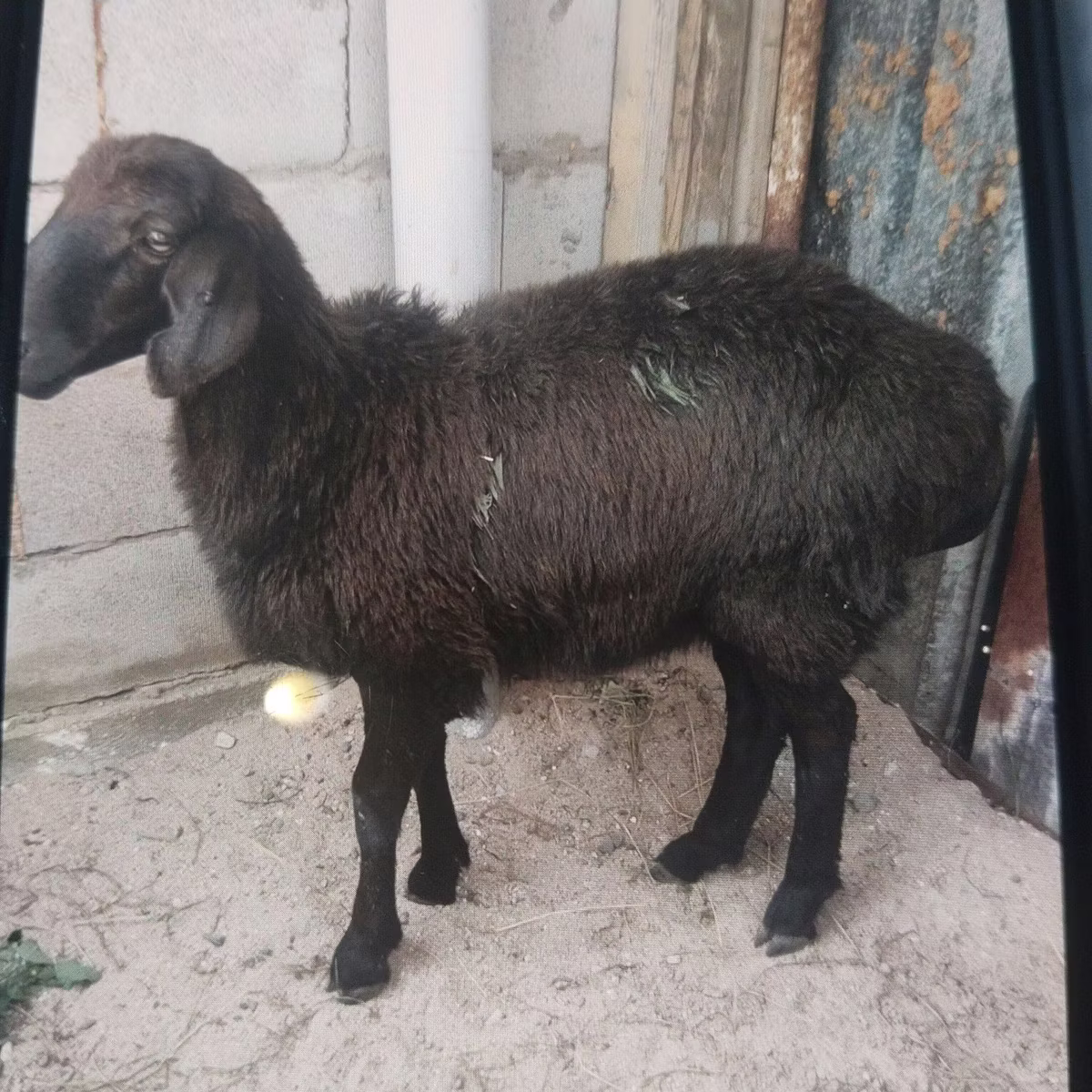 Hissar sheep